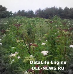 В огороде бузина, а в Киеве — дядька